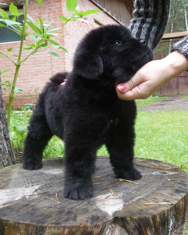 Фото: ньюфаундленд Супер Премиум Невеста