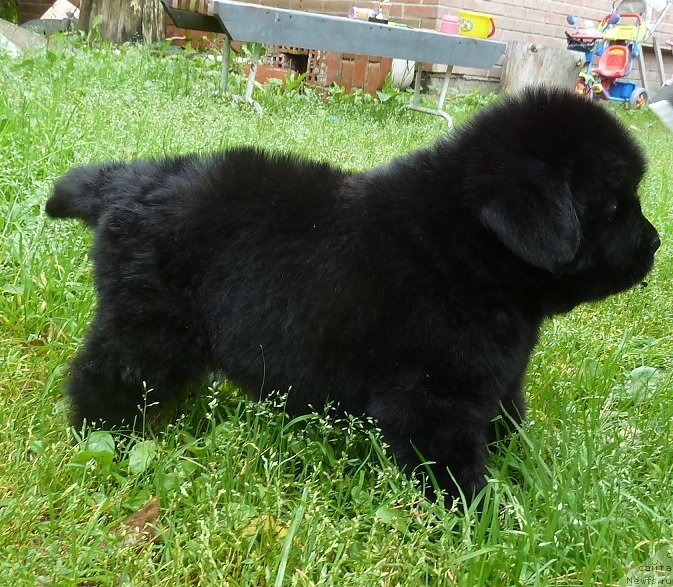 Фото: ньюфаундленд Супер Премиум Невеста