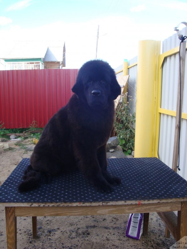 Фото: ньюфаундленд Черная Мафия Зенд-Авеста (Chernaya Mafia Zend-Avesta)