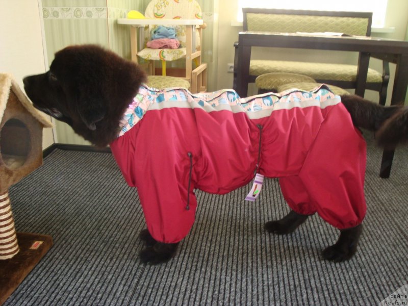 Фотография № 134081