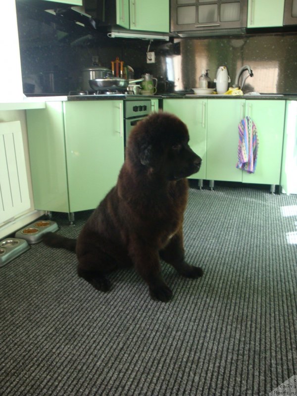 Фотография № 134082