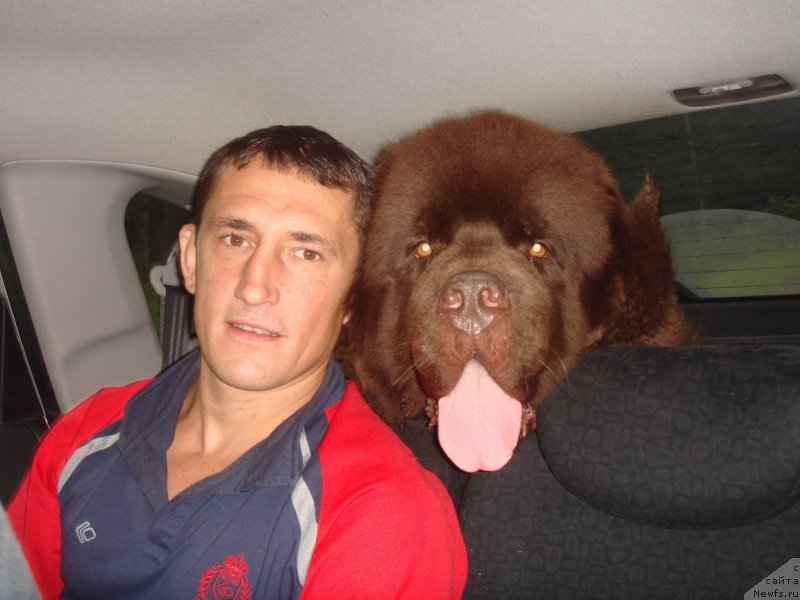 Фото: ньюфаундленд Акватория Келвин Риверданс (Aquatoriya Kelvin Riverdance)