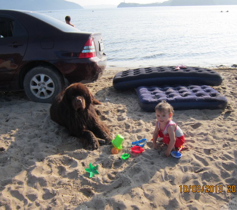 Фото: ньюфаундленд Акватория Келвин Риверданс (Aquatoriya Kelvin Riverdance)