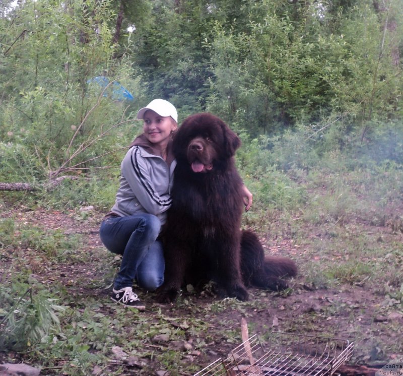 Фото: ньюфаундленд Акватория Келвин Риверданс (Aquatoriya Kelvin Riverdance)
