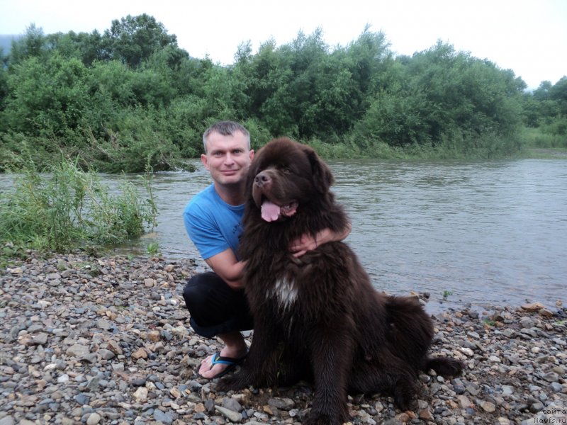 Фото: ньюфаундленд Акватория Келвин Риверданс (Aquatoriya Kelvin Riverdance)
