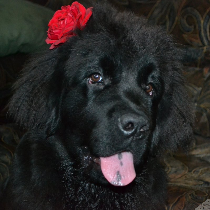 Фото: ньюфаундленд Черная Мафия Зоом Инто Ме (Chernaya Mafia Zoom Into Me)