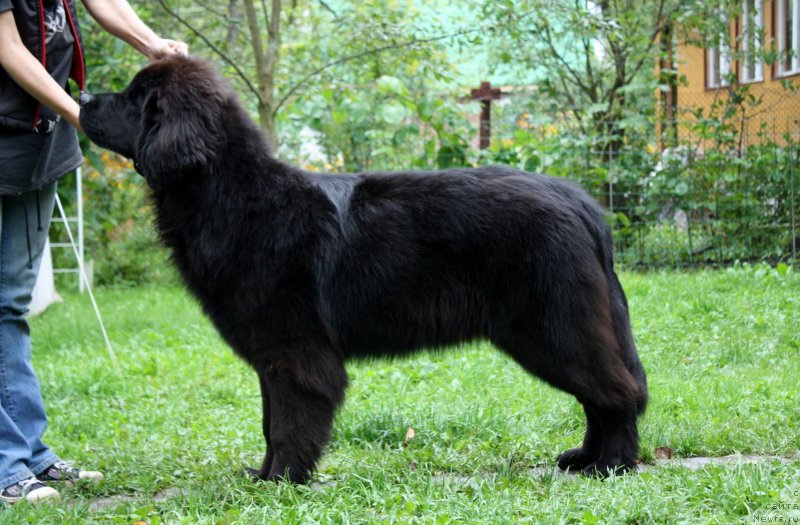 Фото: ньюфаундленд Соул оф Роуз Ассиа