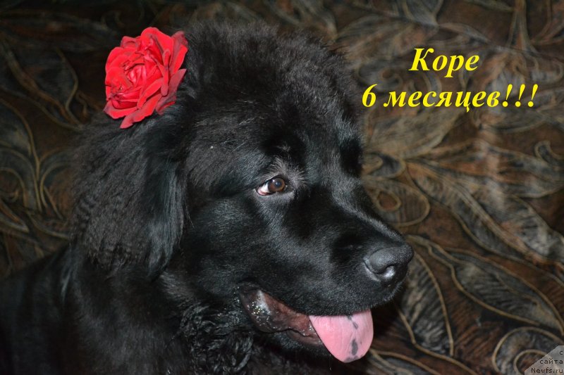 Фото: ньюфаундленд Черная Мафия Зоом Инто Ме (Chernaya Mafia Zoom Into Me)