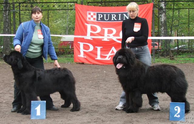 Фото: ньюфаундленд Плюшевая Панда Борислав (Plushevaya Panda Borislav), ньюфаундленд Плюшевая Панда Бархатная Роза (Plushevaya Panda Barhatnaya Roza)