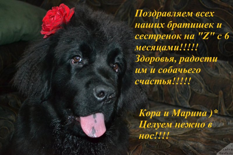 Фото: ньюфаундленд Черная Мафия Зоом Инто Ме (Chernaya Mafia Zoom Into Me)