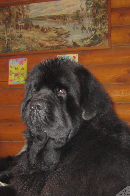 Фотография № 134109