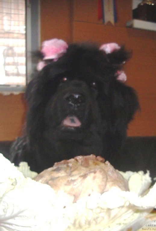 Фотография № 134112