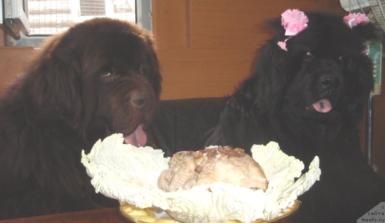 Фото: ньюфаундленд Севертан Рожденная Легендой