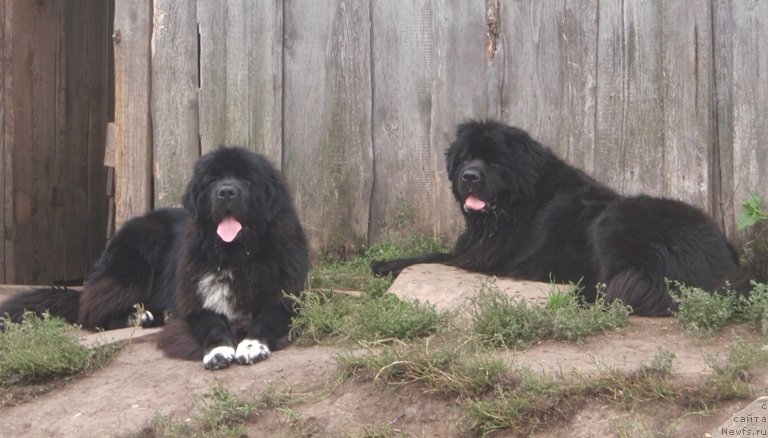 Фото: ньюфаундленд Блэк Диамонд Агидель от Потапа Увертюра, ньюфаундленд Promise To Love Midnight Bear