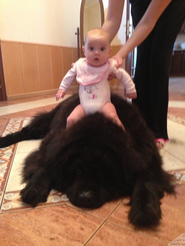 Фото: ньюфаундленд Vein Vest