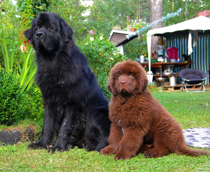 Фото: ньюфаундленд Акватория Келвин Кадриль (Aquatoriya Kelvin Kadril), ньюфаундленд I Follow The Sun de L'Etoile de Cyrice