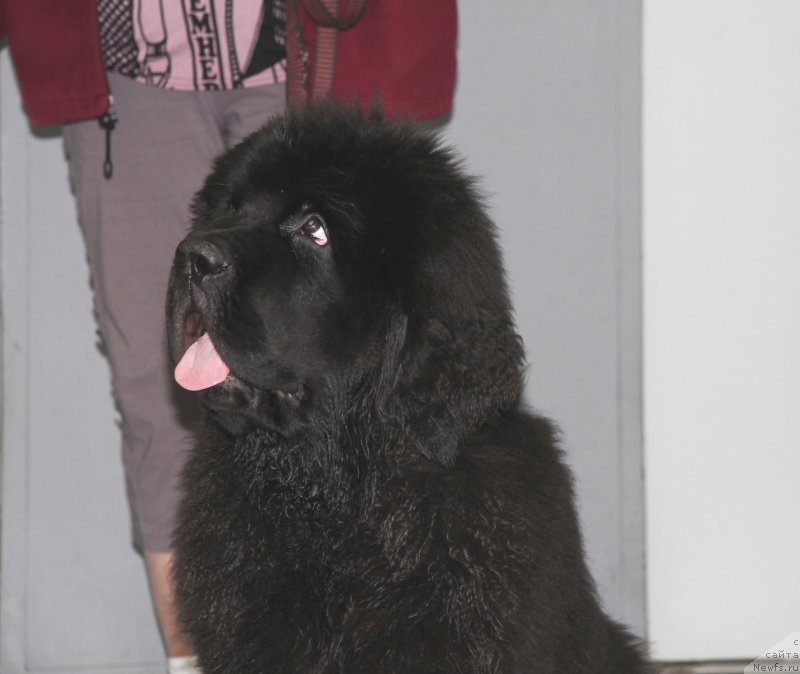 Фотография № 134168