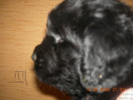 Фото: Грель Афина Флорель