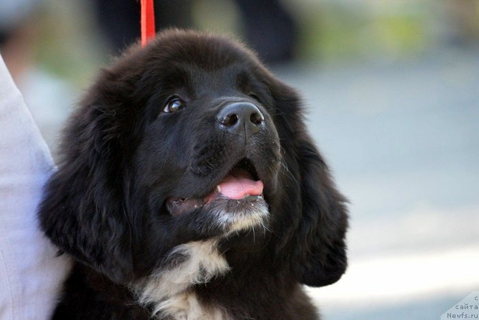 Фото: ньюфаундленд Аквиан Сонг Кисс Фром Роуз (Akvian Song Kiss from Rouz)