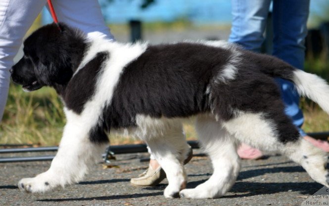 Фото: ньюфаундленд Аквиан Сонг Кисс Фром Роуз (Akvian Song Kiss from Rouz)
