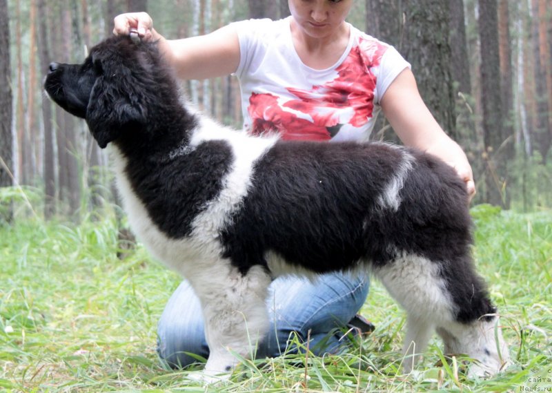 Фото: ньюфаундленд Аквиан Сонг Кисс Фром Роуз (Akvian Song Kiss from Rouz)