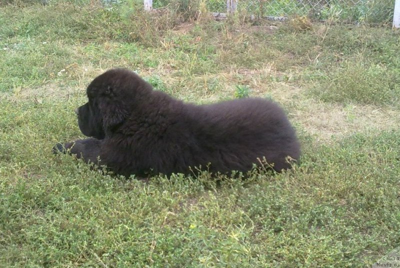 Фото: ньюфаундленд Черная Мафия Мове Уп Ин Тхе Ворлд (Chernaya Mafia Move Up In The World)