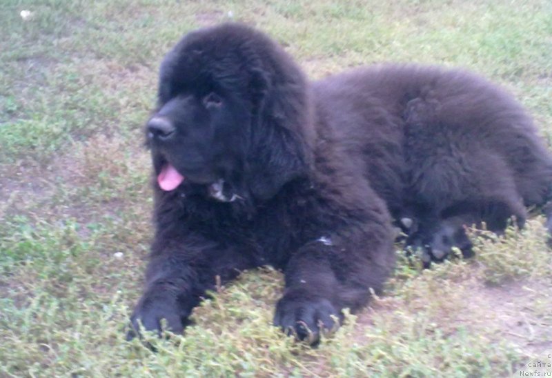 Фото: ньюфаундленд Черная Мафия Мове Уп Ин Тхе Ворлд (Chernaya Mafia Move Up In The World)