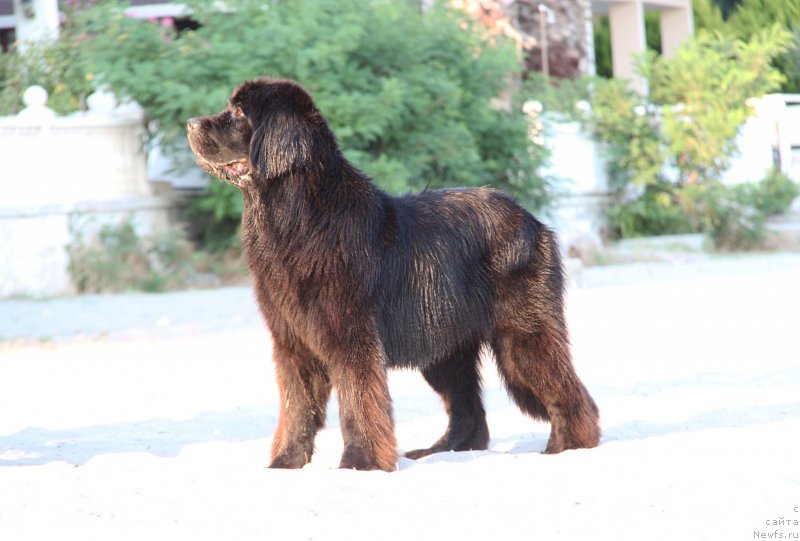 Фото: ньюфаундленд Дар Свезы Бона Фидес (Dar Svezy Bona Fides)