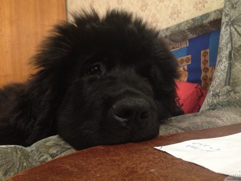 Фото: ньюфаундленд Черная Мафия Меант То Бе (Chernaya Mafia Meant To Be)