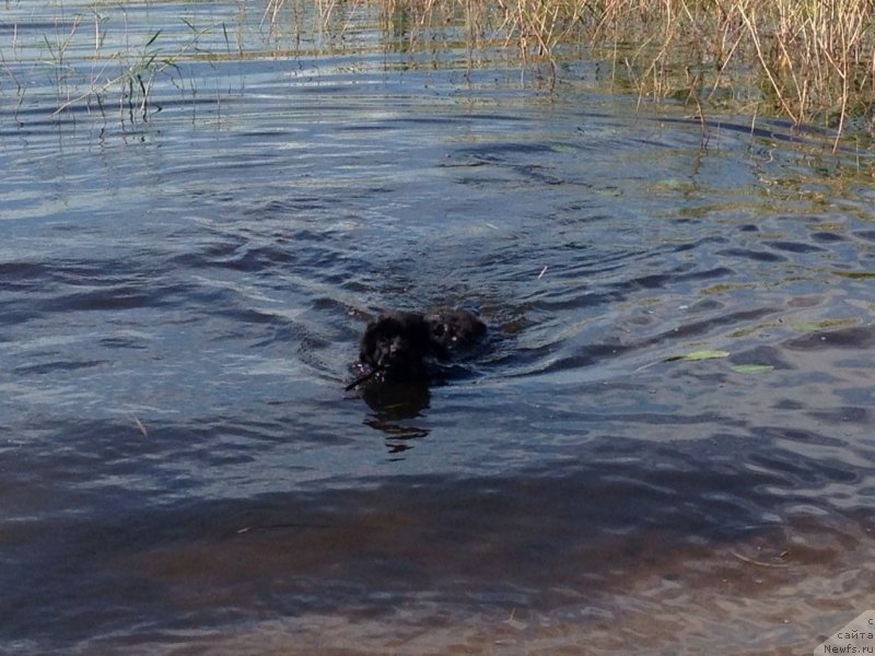 Фото: ньюфаундленд Черная Мафия Меант То Бе (Chernaya Mafia Meant To Be)