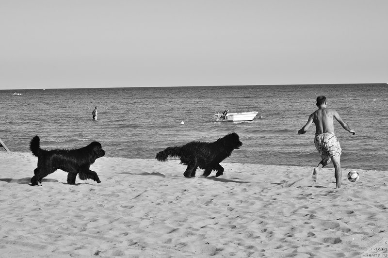 Фото: ньюфаундленд Дар Свезы Бона Фидес (Dar Svezy Bona Fides), ньюфаундленд Акватория Келвин Ультрамодерн (Aquatoria Kelvin Ultramodern)