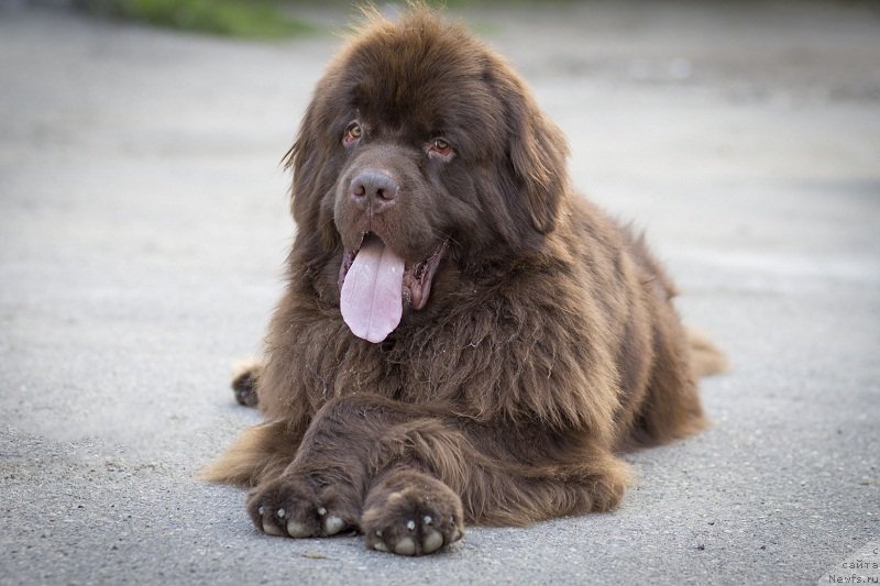 Фото: ньюфаундленд Фактурный Фрукт с Берега Дона (Fakturnyi Frukt s Berega Dona)