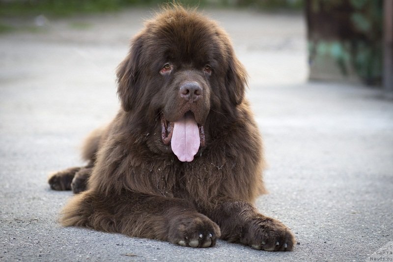Фото: ньюфаундленд Фактурный Фрукт с Берега Дона (Fakturnyi Frukt s Berega Dona)
