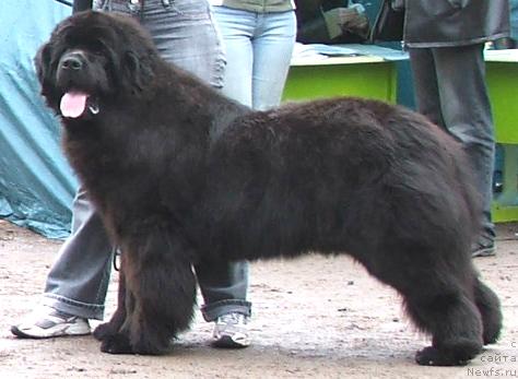 Фото: ньюфаундленд Плюшевая Панда Борислав (Plushevaya Panda Borislav)