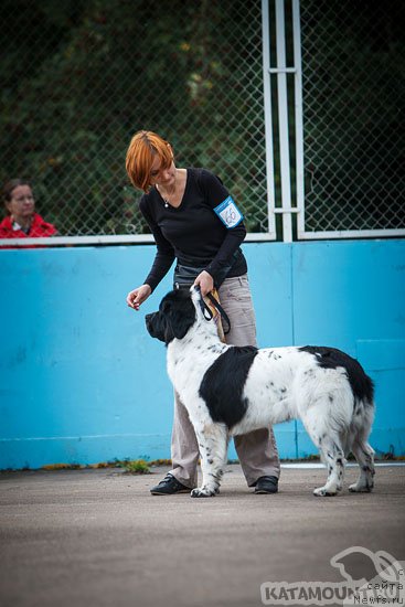 Фото: ньюфаундленд Сент Джонс Вива Виктория (Sent Djons Viva Viktoria)