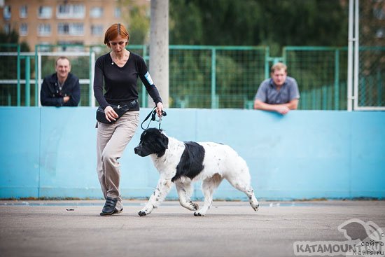 Фото: ньюфаундленд Сент Джонс Вива Виктория (Sent Djons Viva Viktoria)