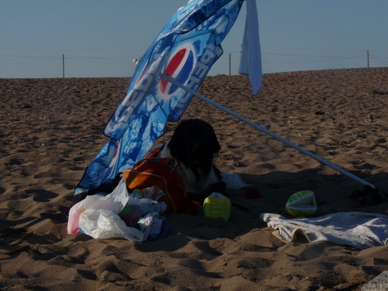 Фото: ньюфаундленд Океанская Волна из Тихого Омута