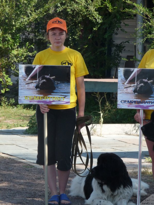 Фото: ньюфаундленд Океанская Волна из Тихого Омута, Екатерина Милёхина