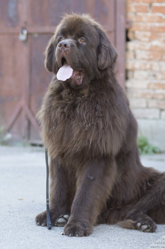 Фото: ньюфаундленд Фактурный Фрукт с Берега Дона (Fakturnyi Frukt s Berega Dona)