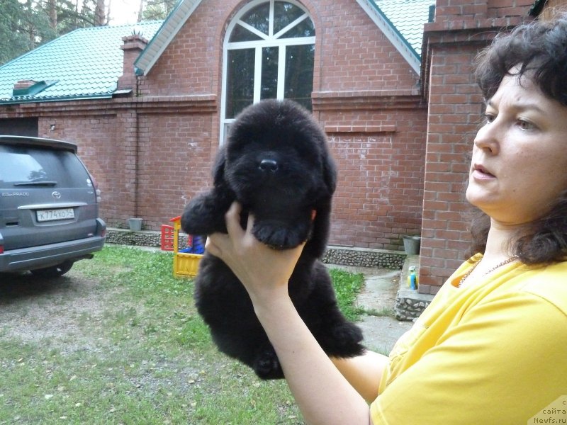 Фото: ньюфаундленд Супер Премиум Овертакинг ис Форбидден