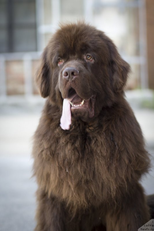 Фото: ньюфаундленд Фактурный Фрукт с Берега Дона (Fakturnyi Frukt s Berega Dona)