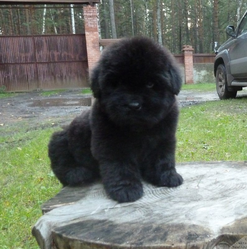 Фото: ньюфаундленд Супер Премиум Овертакинг ис Форбидден