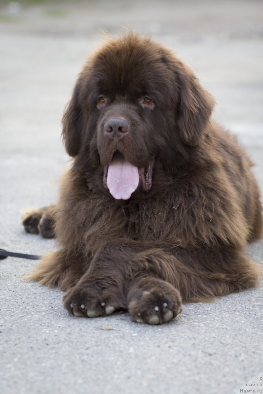 Фото: ньюфаундленд Фактурный Фрукт с Берега Дона (Fakturnyi Frukt s Berega Dona)
