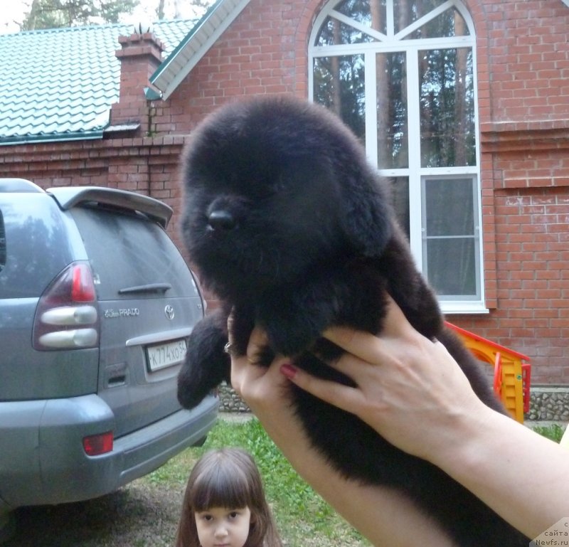 Фото: ньюфаундленд Супер Премиум Оникс