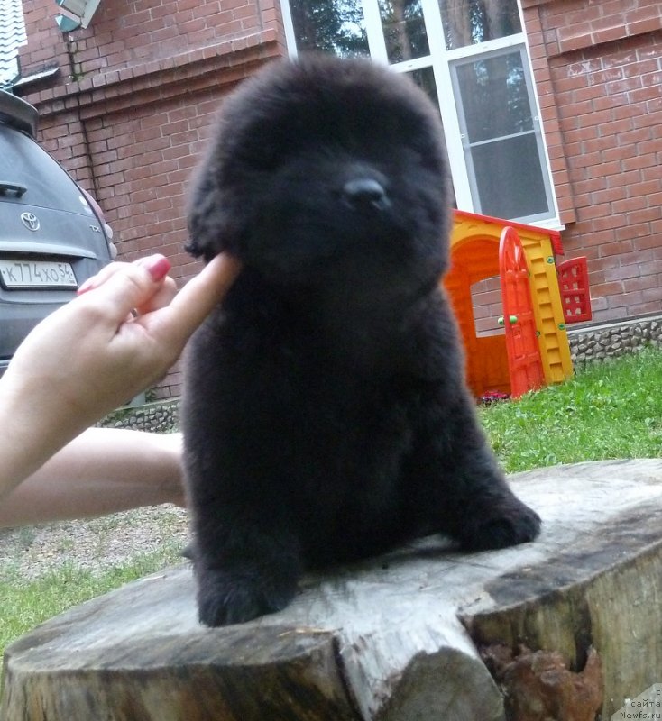 Фото: ньюфаундленд Супер Премиум Оникс