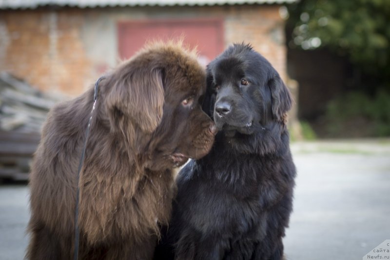 Фотография № 134234