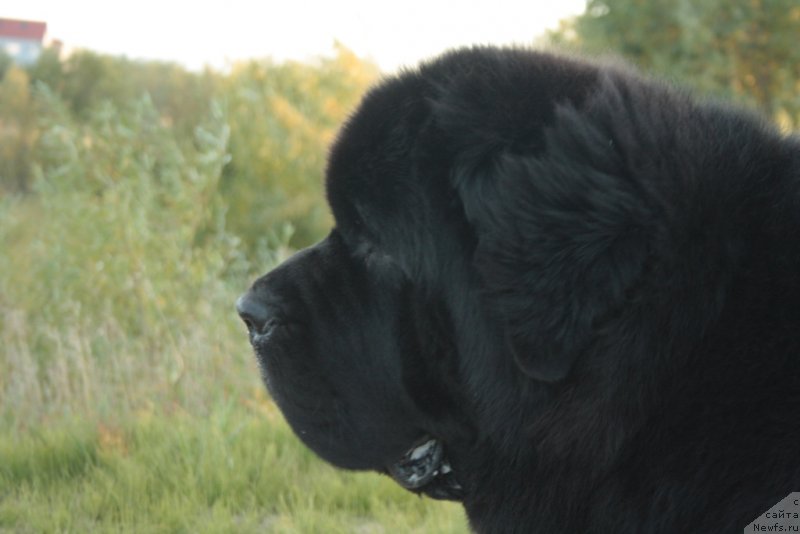 Фото: ньюфаундленд Бегущая по Волнам Зеро Коол