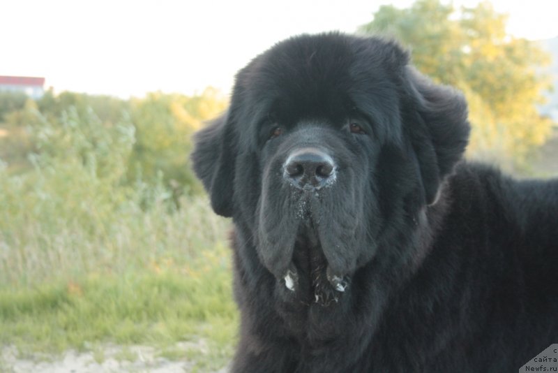 Фото: ньюфаундленд Бегущая по Волнам Зеро Коол