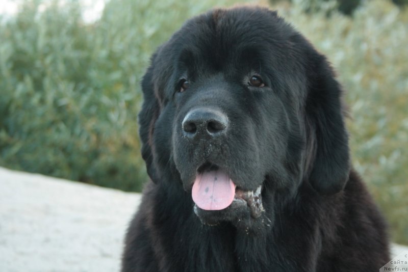 Фото: ньюфаундленд Янтарная Мечта