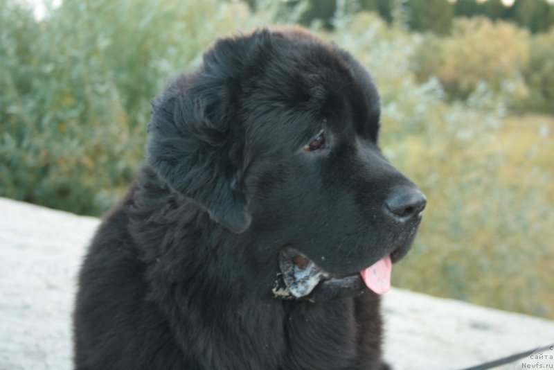 Фото: ньюфаундленд Янтарная Мечта